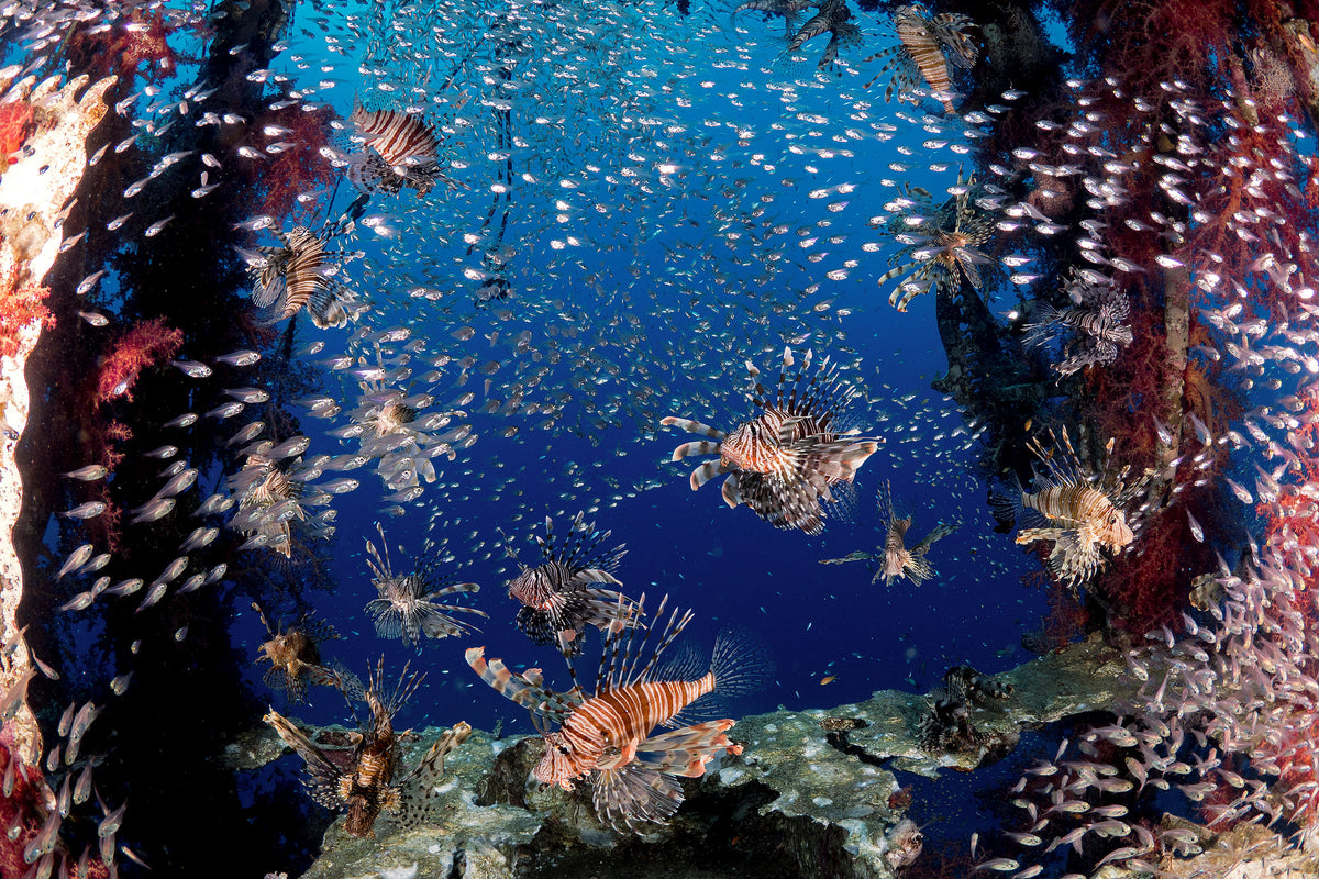 framedposter-print-lionfish-party-x