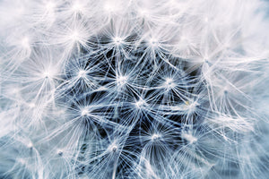 aluminium-print-ripe-dandelion-close-up