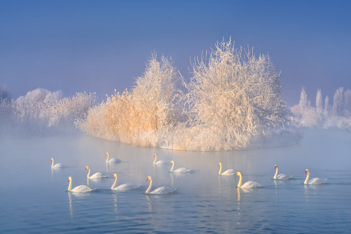 acrylic-print-swan-lake-xge