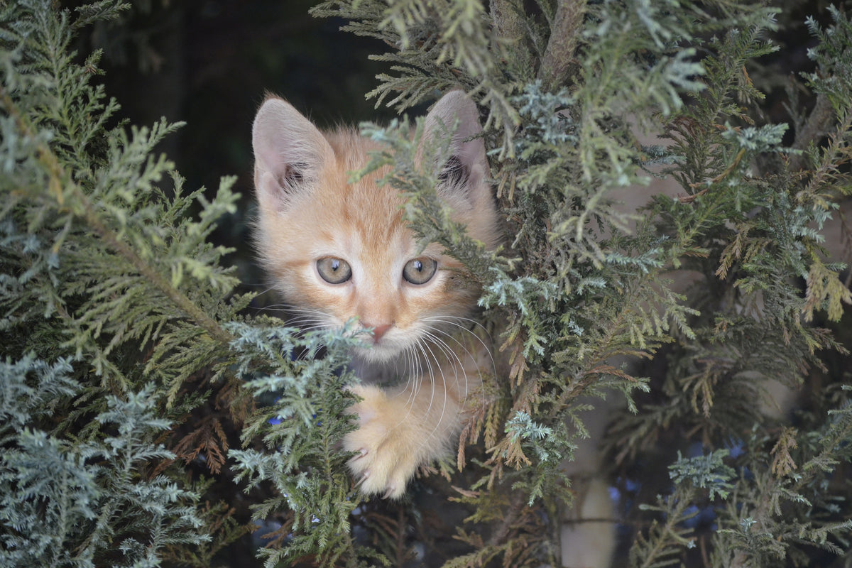 framedposter-print-tiger-kitten