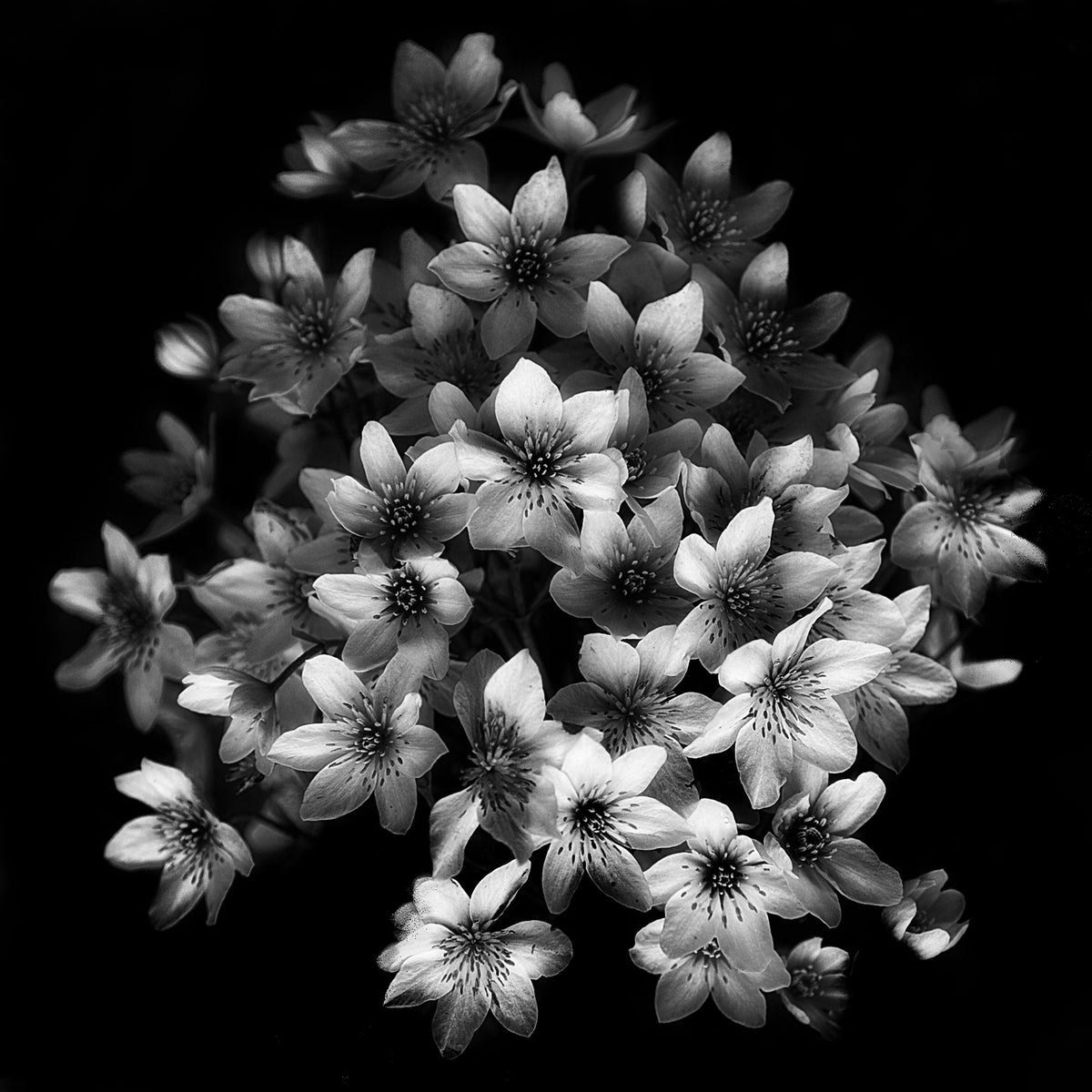 4-piece-aluminium-print-early-sensation