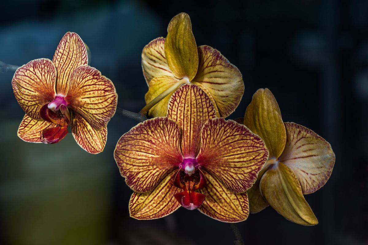 canvas-print-orchidaceae