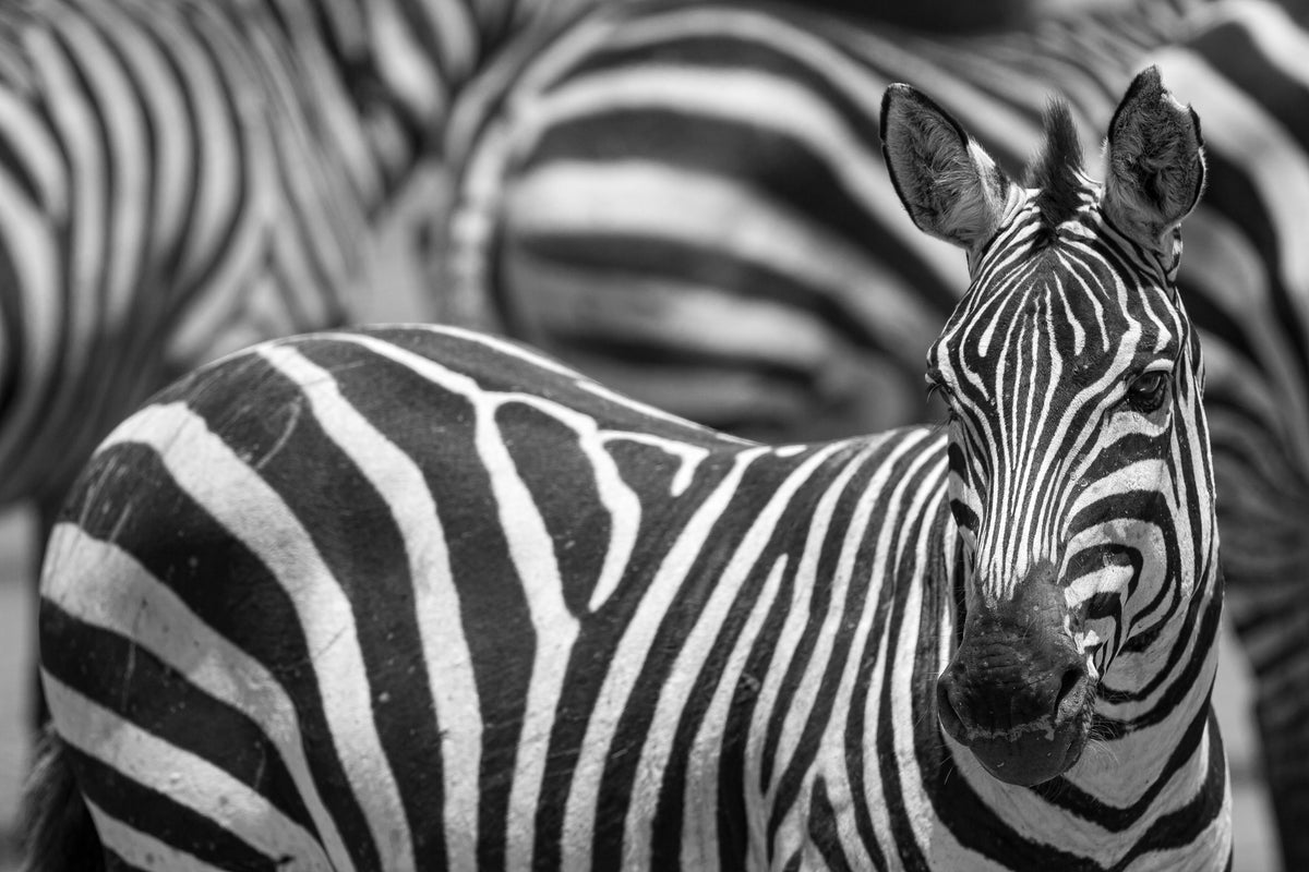 canvas-print-stripes-x