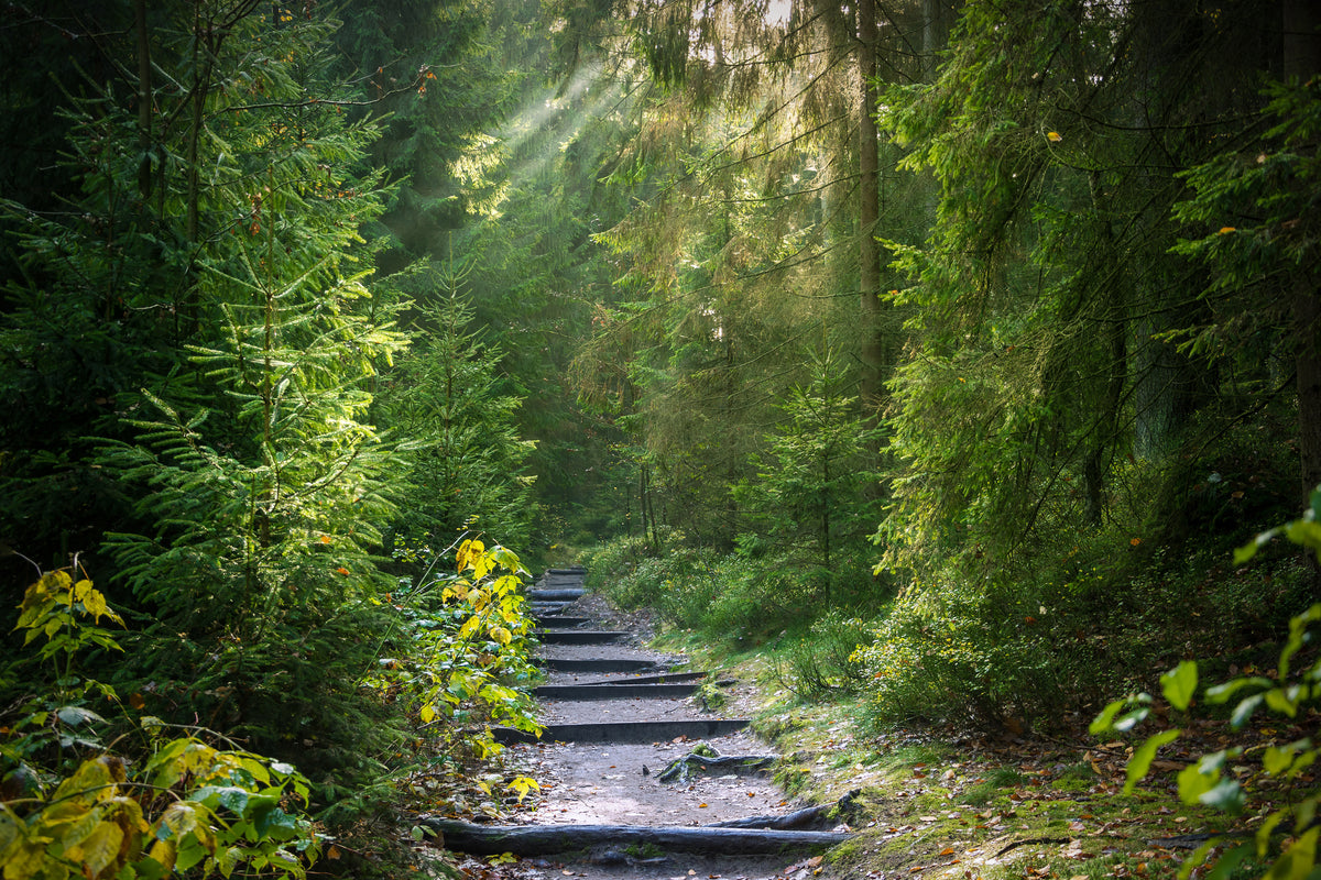 aluminium-print-a-path-between-firs