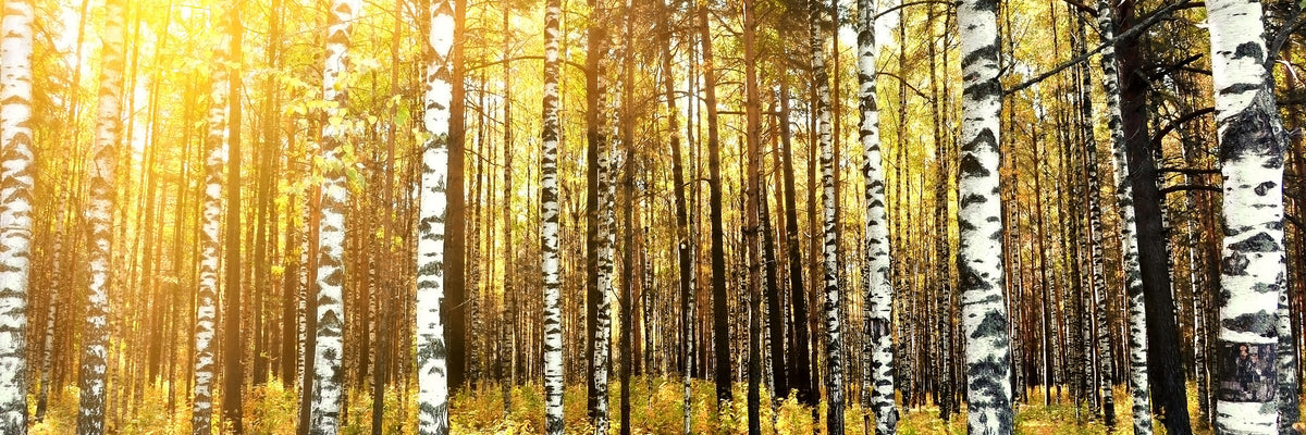 panoramic-3-piece-aluminium-print-birch-forest-panorama