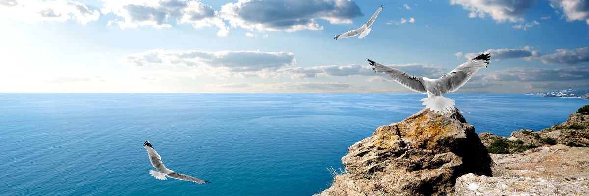 panoramic-3-piece-acrylic-print-the-seagulls-and-the-sea-panorama