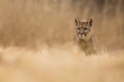 poster-print-cougar-x