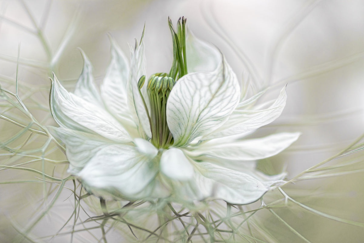acrylic-print-nigella-xdf