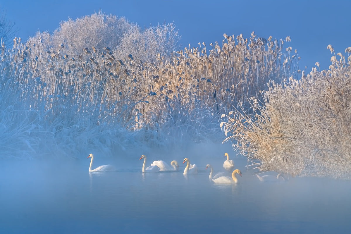 modern-3-piece-acrylic-print-blue-swan-lake