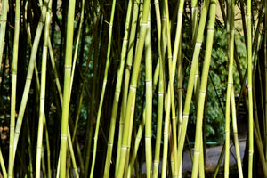 framedposter-print-fresh-bamboo