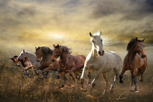 framedcanvas-print-wild-wild-horses