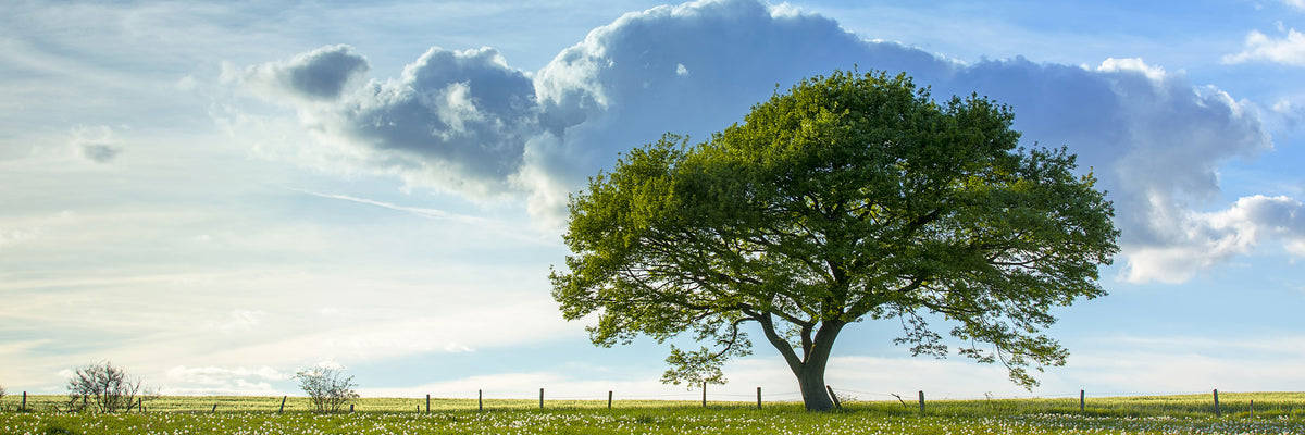 panoramic-aluminium-print-spring-tree-panorama