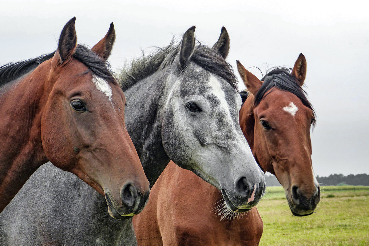 3-piece-canvas-print-the-horse-trio