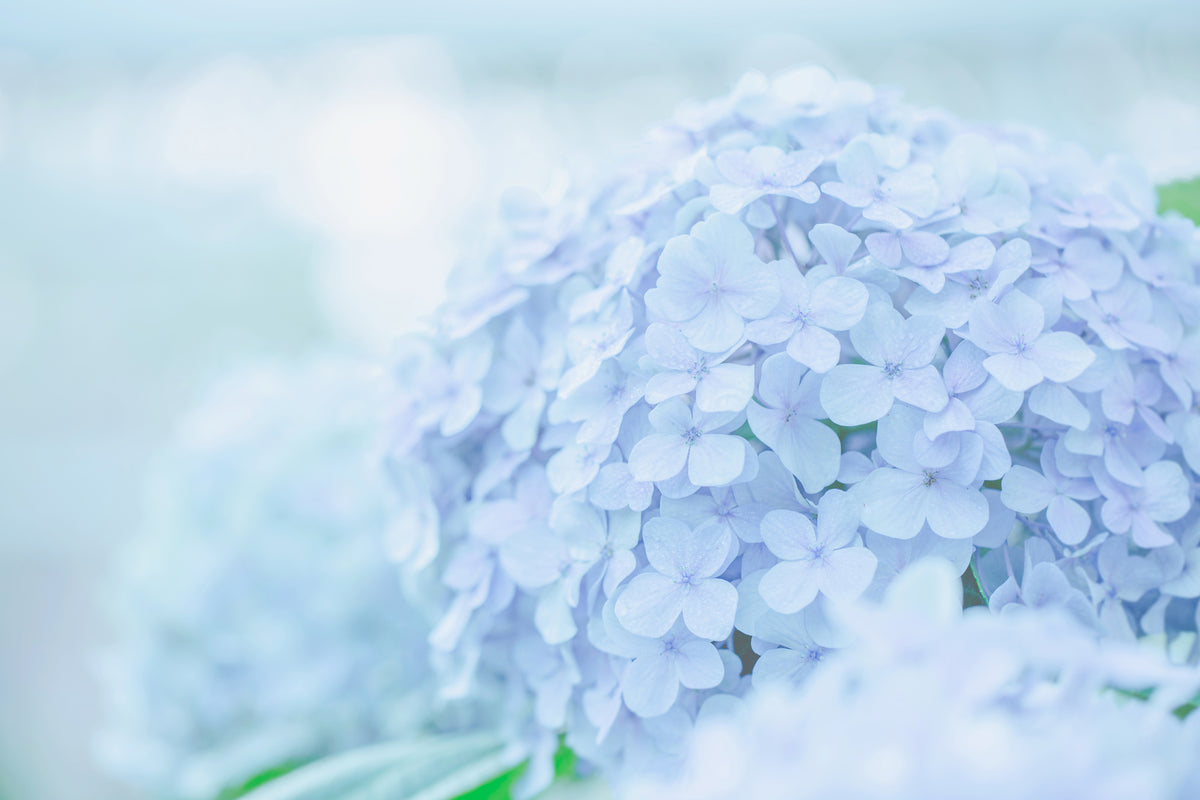 aluminium-print-the-hydrangea