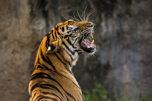 framedposter-print-attention-tiger