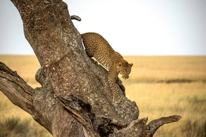 aluminium-print-leopard-serengheti-tanzania