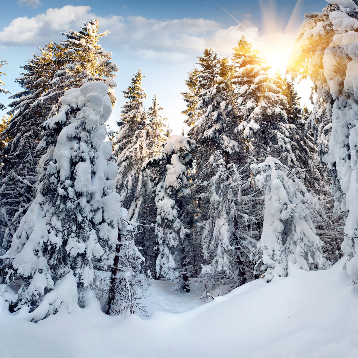 4-piece-aluminium-print-fir-in-snow