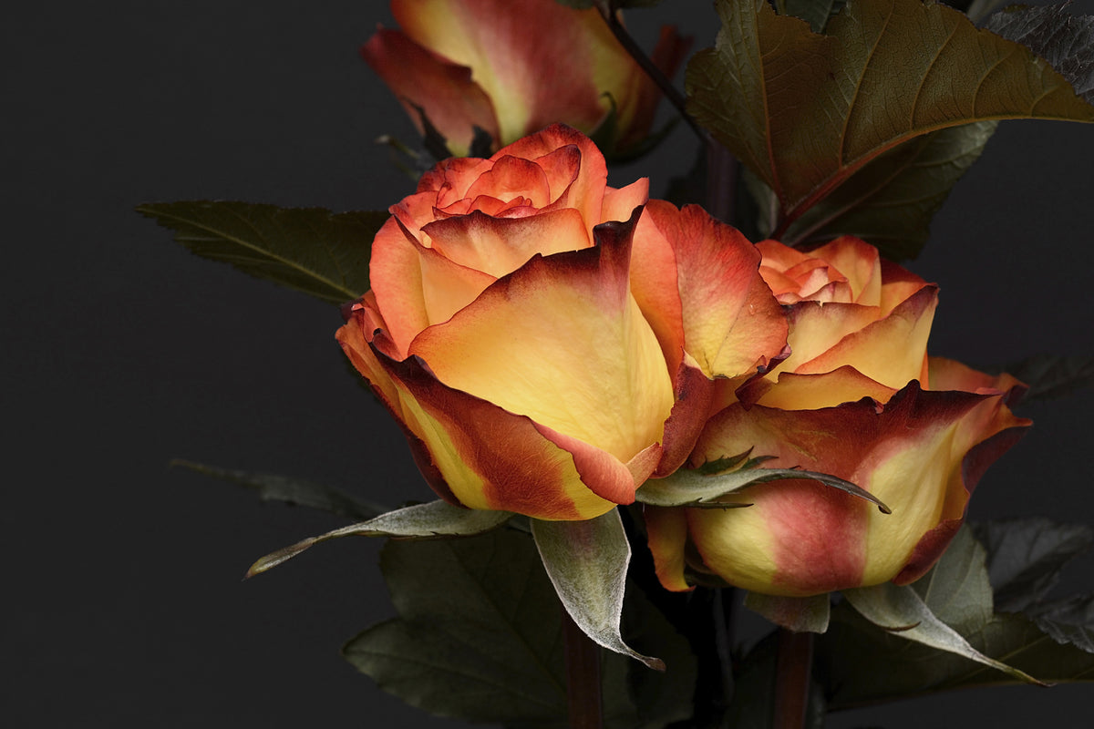 modern-3-piece-canvas-print-roses-of-the-romance