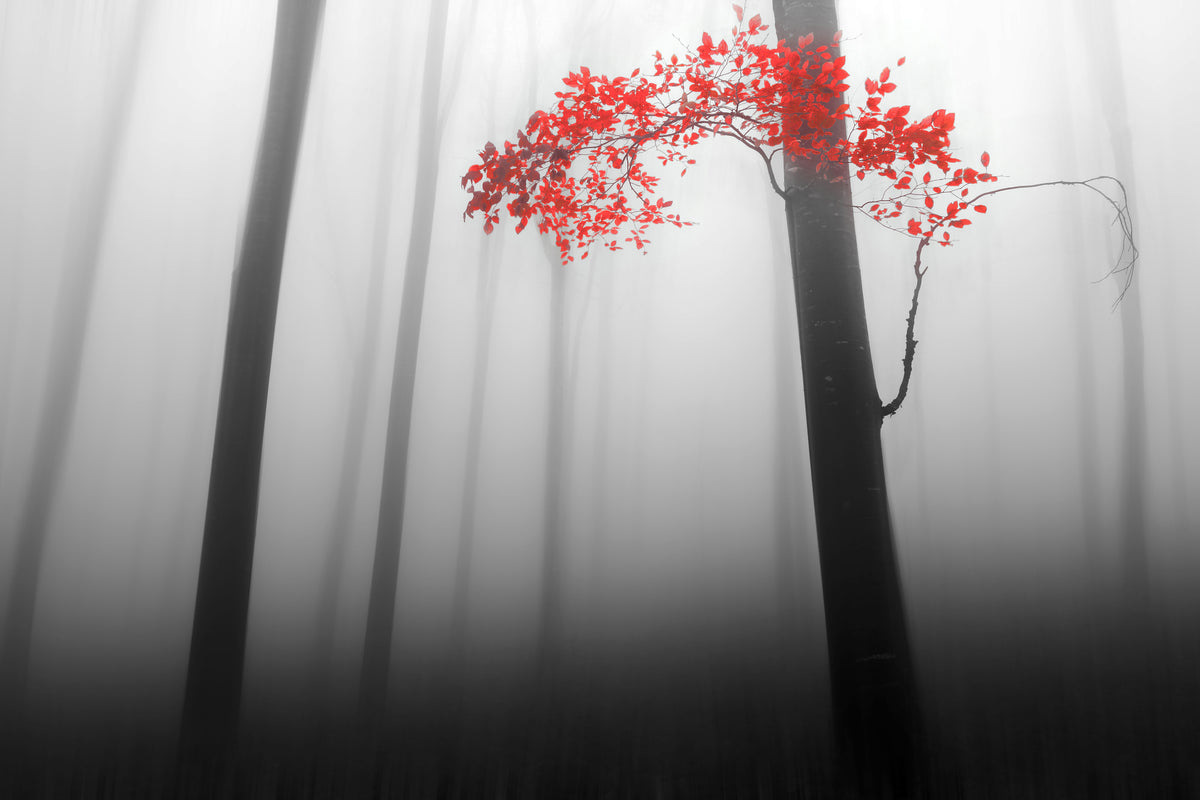 acrylic-print-illusion