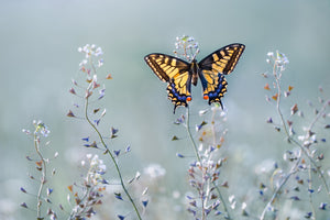 3-piece-acrylic-print-swallowtail-beauty