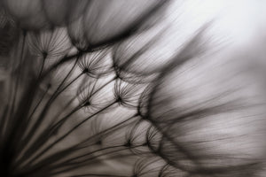 canvas-print-dandelion-p
