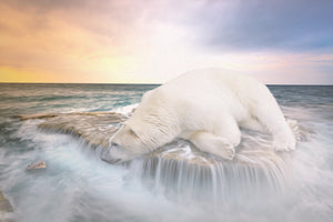 aluminium-print-the-polar-bear-and-the-sea