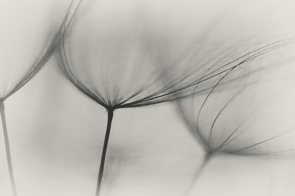 poster-print-tragopogon