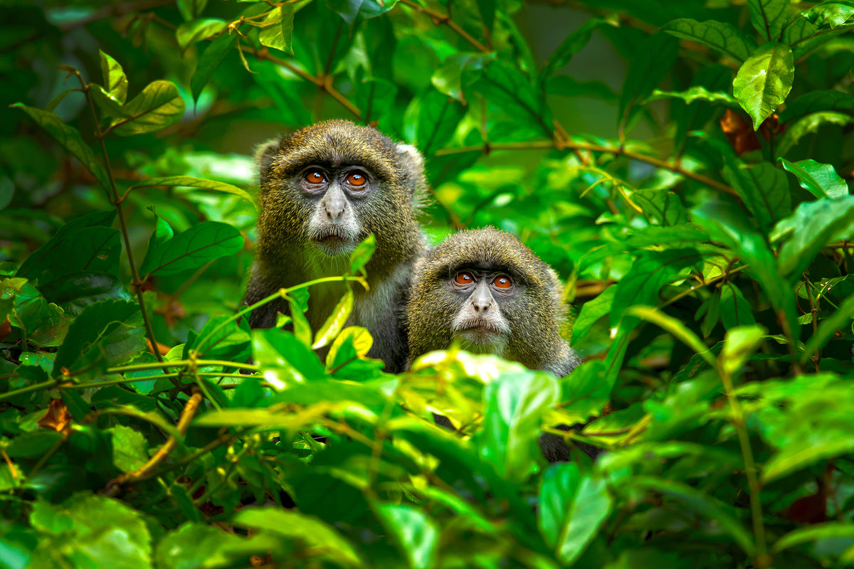 framedposter-print-blue-monkey-x
