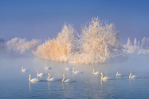 poster-print-swan-lake-xge