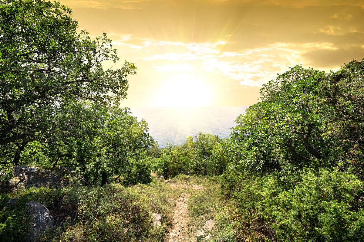 canvas-print-at-the-end-of-the-forest