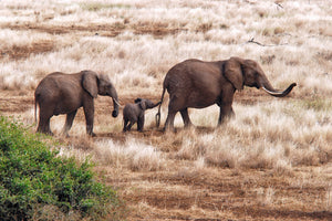 acrylic-print-elephant-family-tanzania-x