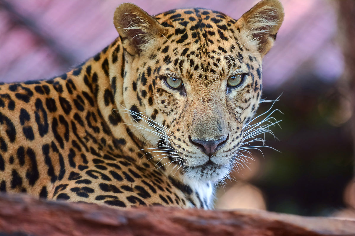 framedposter-print-leopard