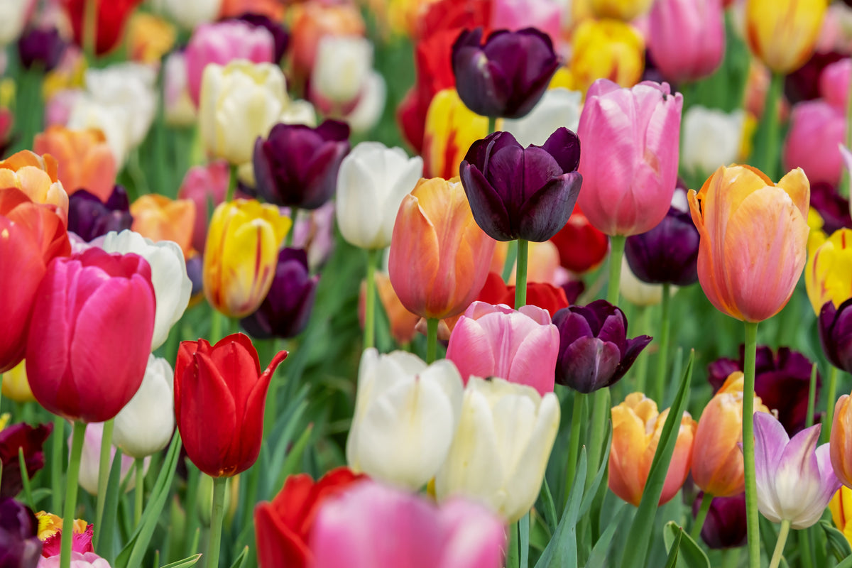 modern-3-piece-canvas-print-the-colors-of-the-tulips