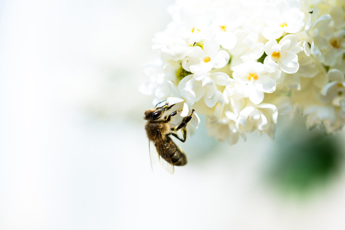 acrylic-print-the-bumblebee-and-the-flower