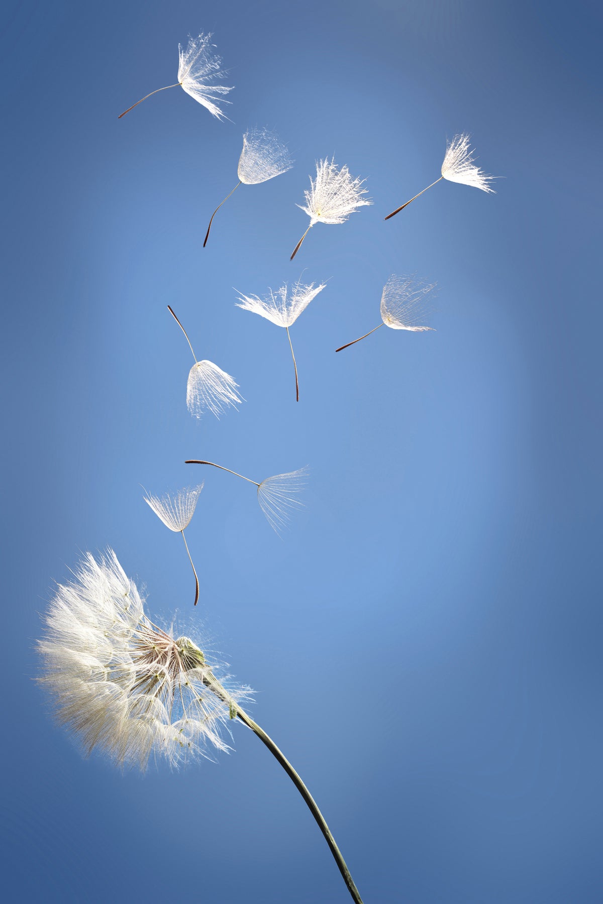 poster-print-dandelion-xl