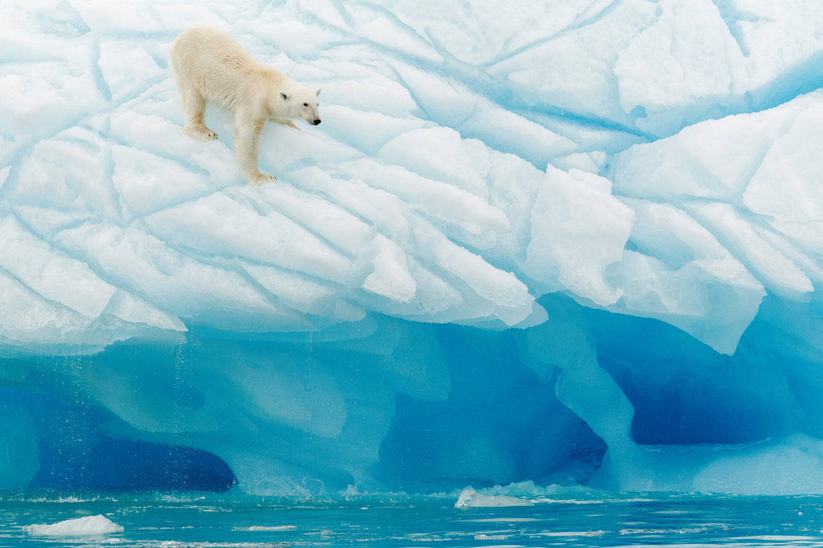 framedposter-print-polar-bear