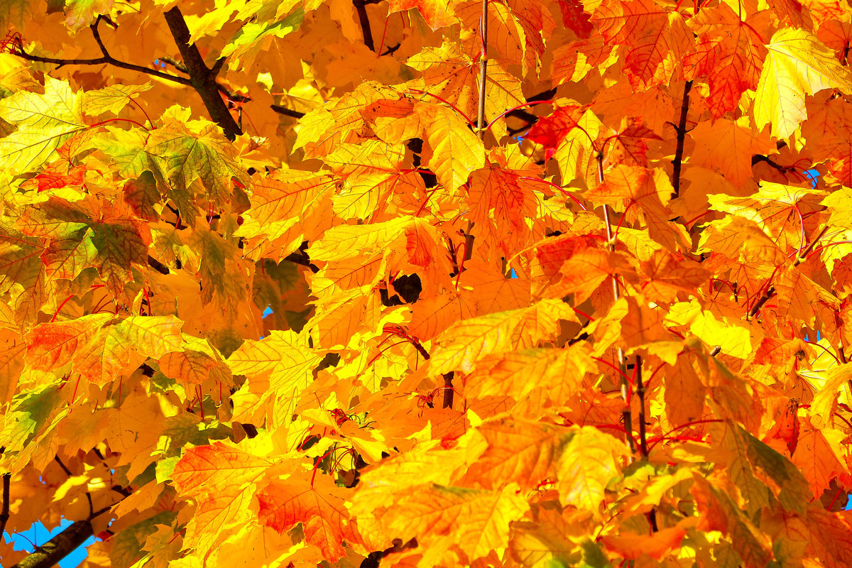 canvas-print-autumn-leaves-ii