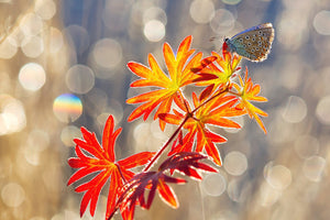 poster-print-september-moments-x