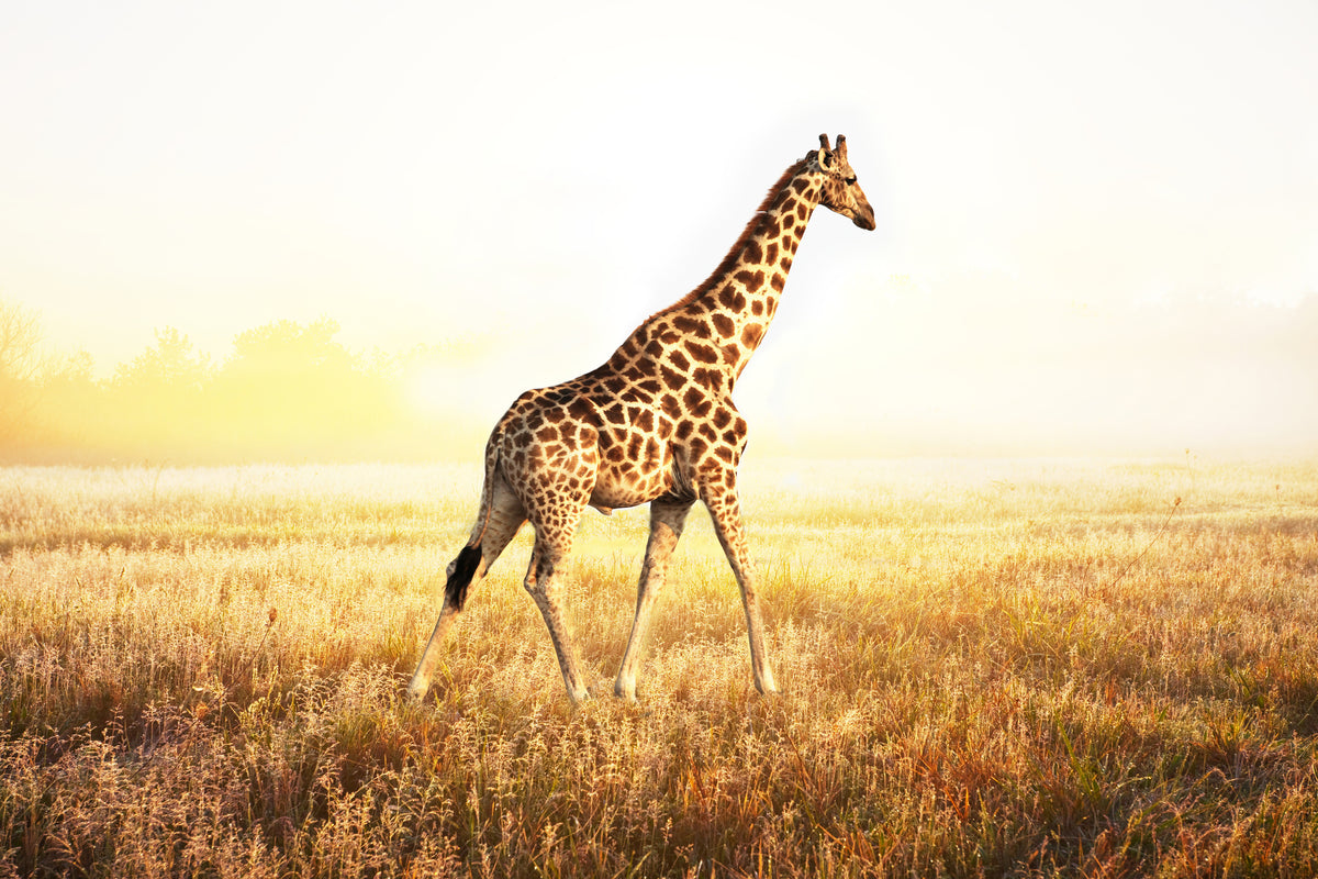 acrylic-print-the-giraffe
