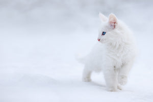 framedposter-print-white-as-snow