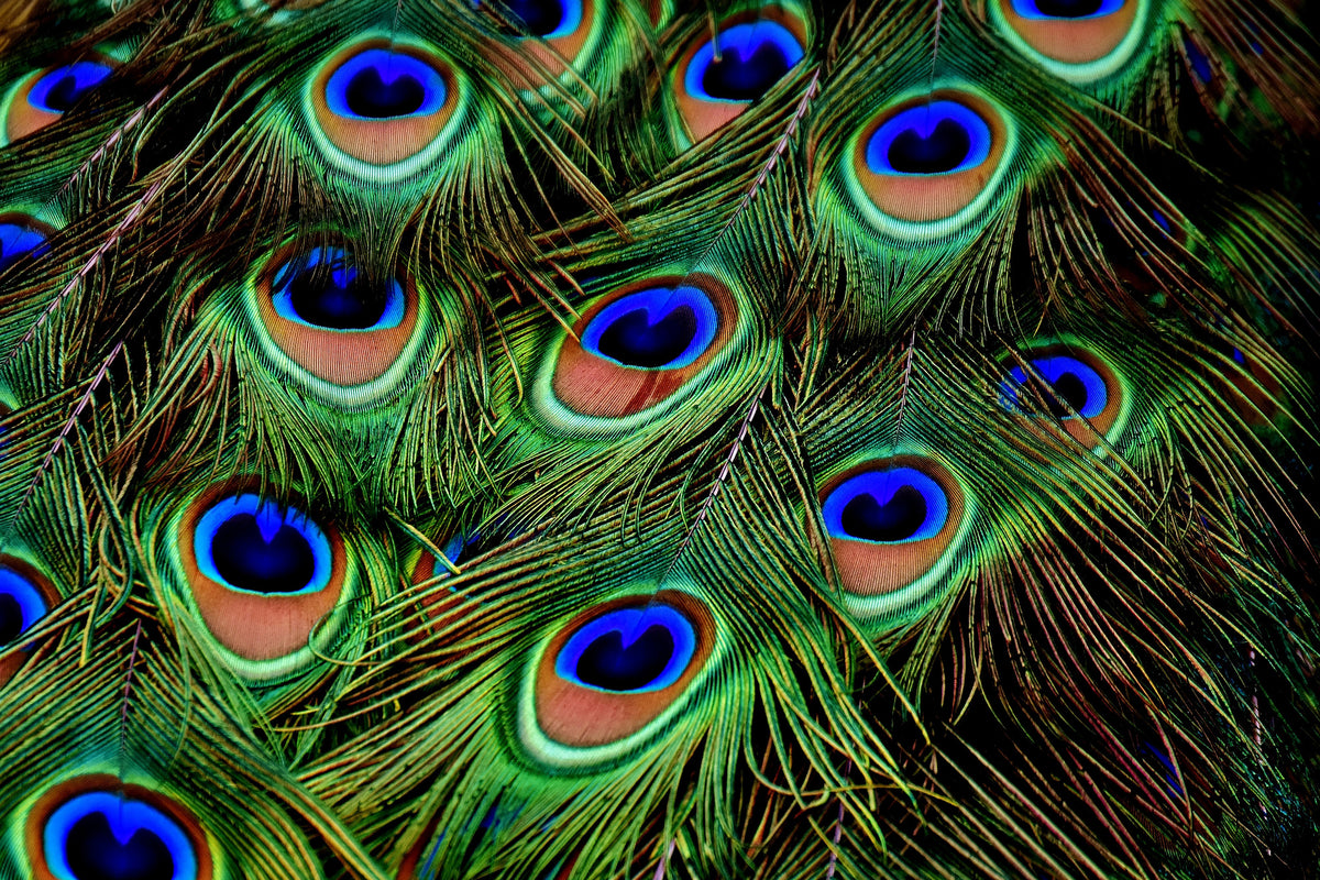 aluminium-print-peacock-feathers-xxl