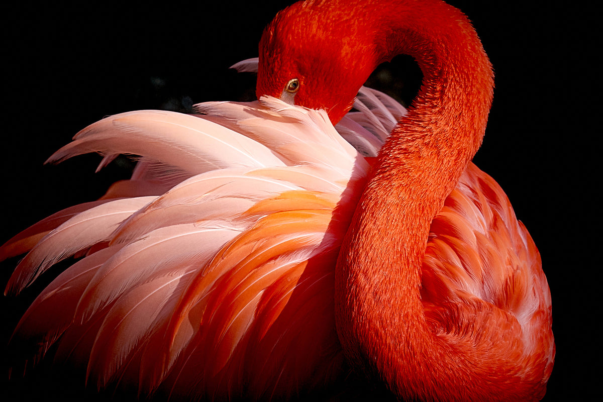 acrylic-print-flamingo-xoc