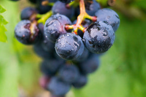 framedcanvas-print-grapes