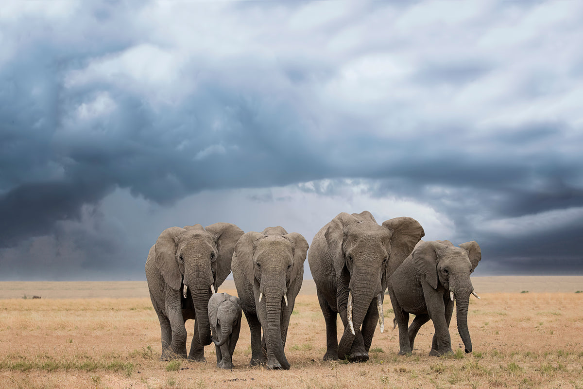 poster-print-elephant-walk-x