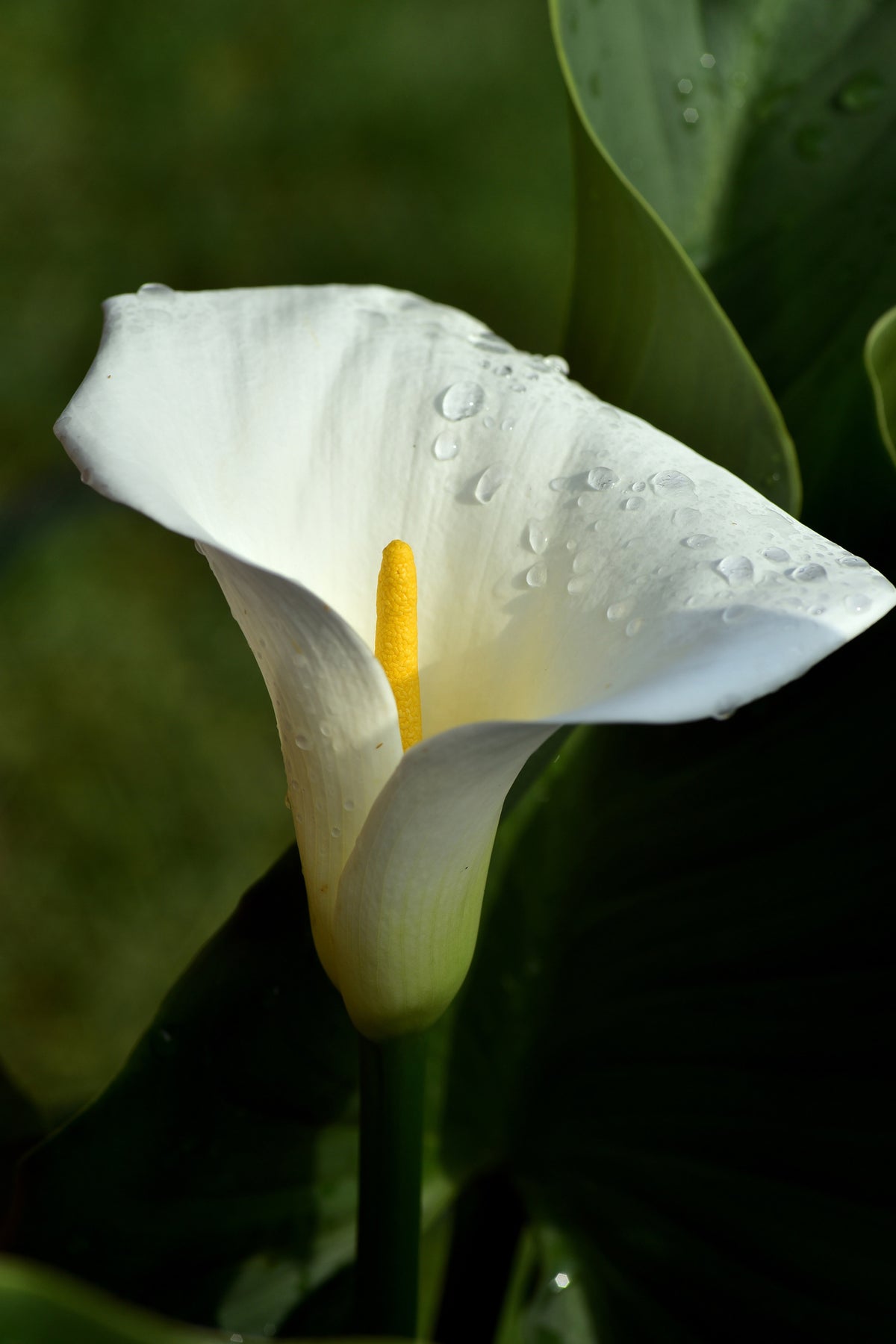 acrylic-print-white-calla-with-morning-dew