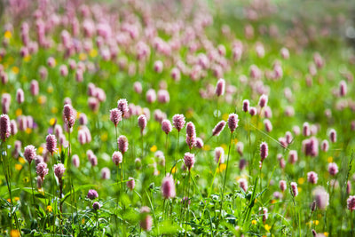 poster-print-clover