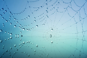 canvas-print-cobweb-in-morning-dew