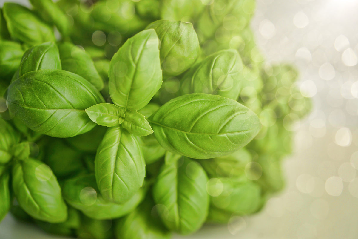 framedposter-print-a-bouquet-of-basil