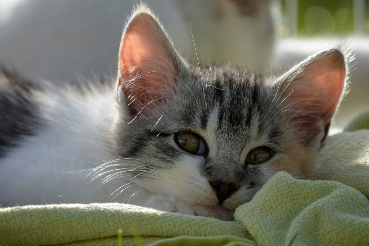 canvas-print-in-love-with-kitten