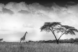 canvas-print-and-i-dreamed-of-africa-x